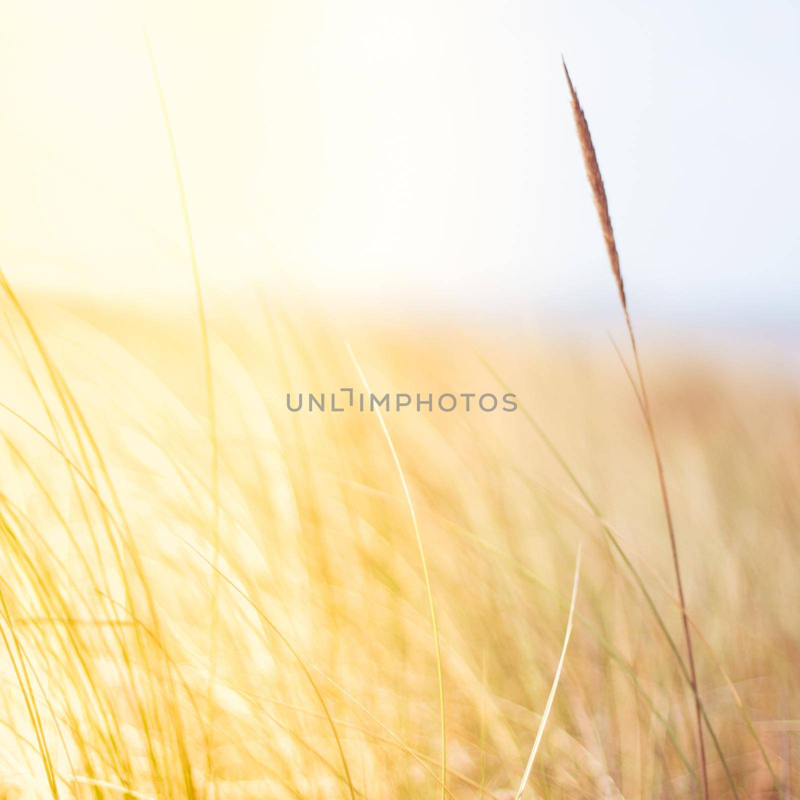 Sunshine over the summer field - beauty in nature, balanced lifestyle, environmental concept. Enjoying the sense of freedom