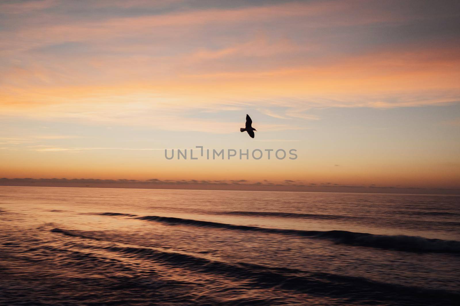 Seagull bird flies over sea at dawn, incredible sunrise and spectacular landscape