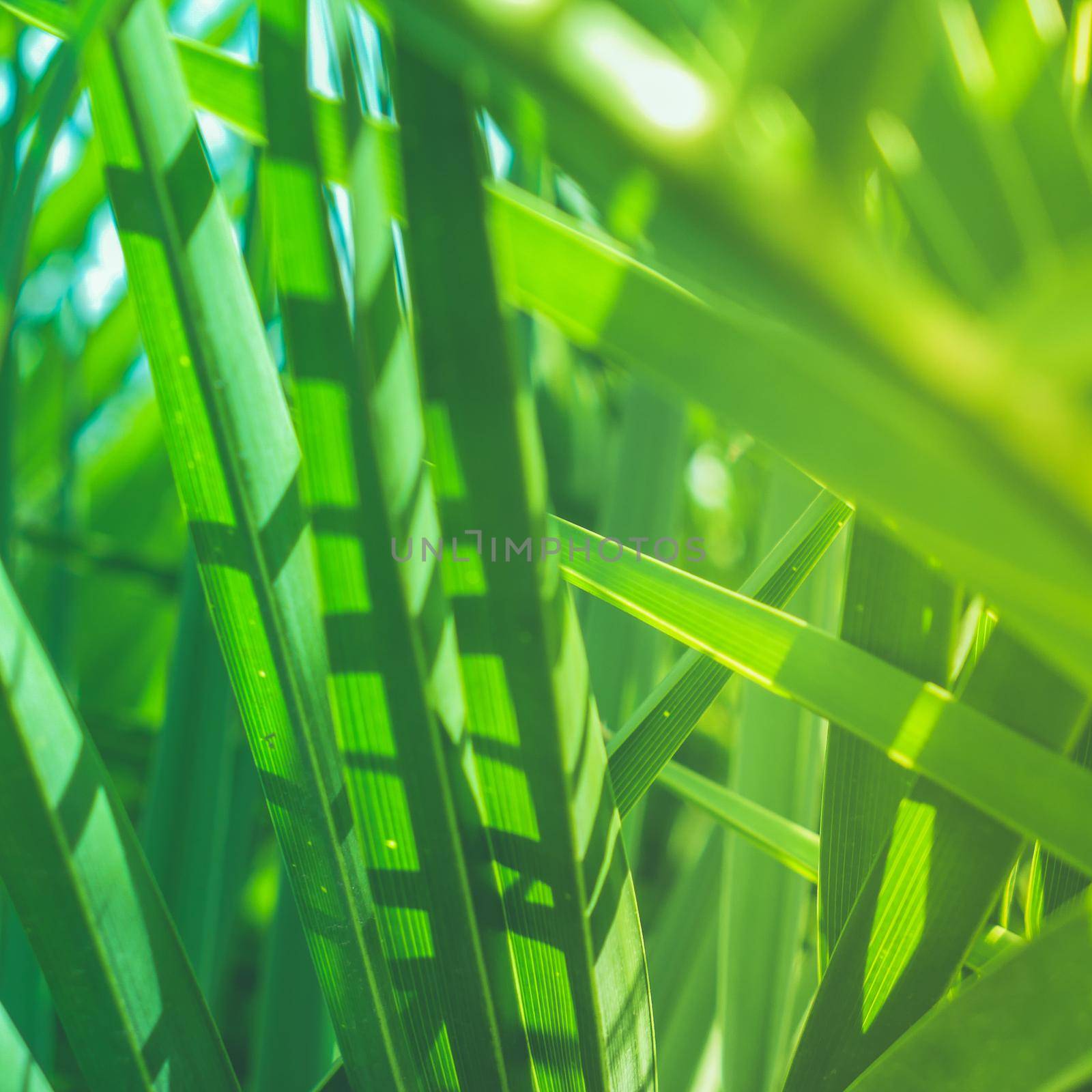 Wonderful green palm leaves - exotic vacation, botanical background and summer concept. Enjoy a tropical dream