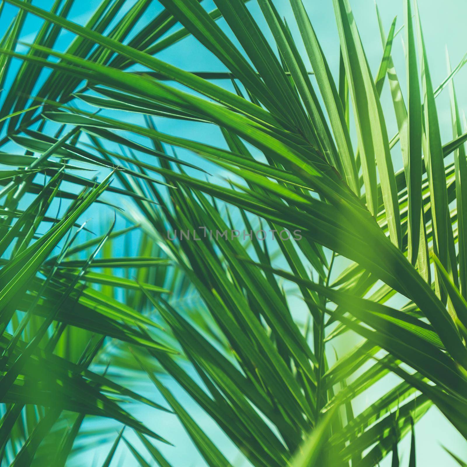 Wonderful green palm leaves - exotic vacation, botanical background and summer concept. Enjoy a tropical dream