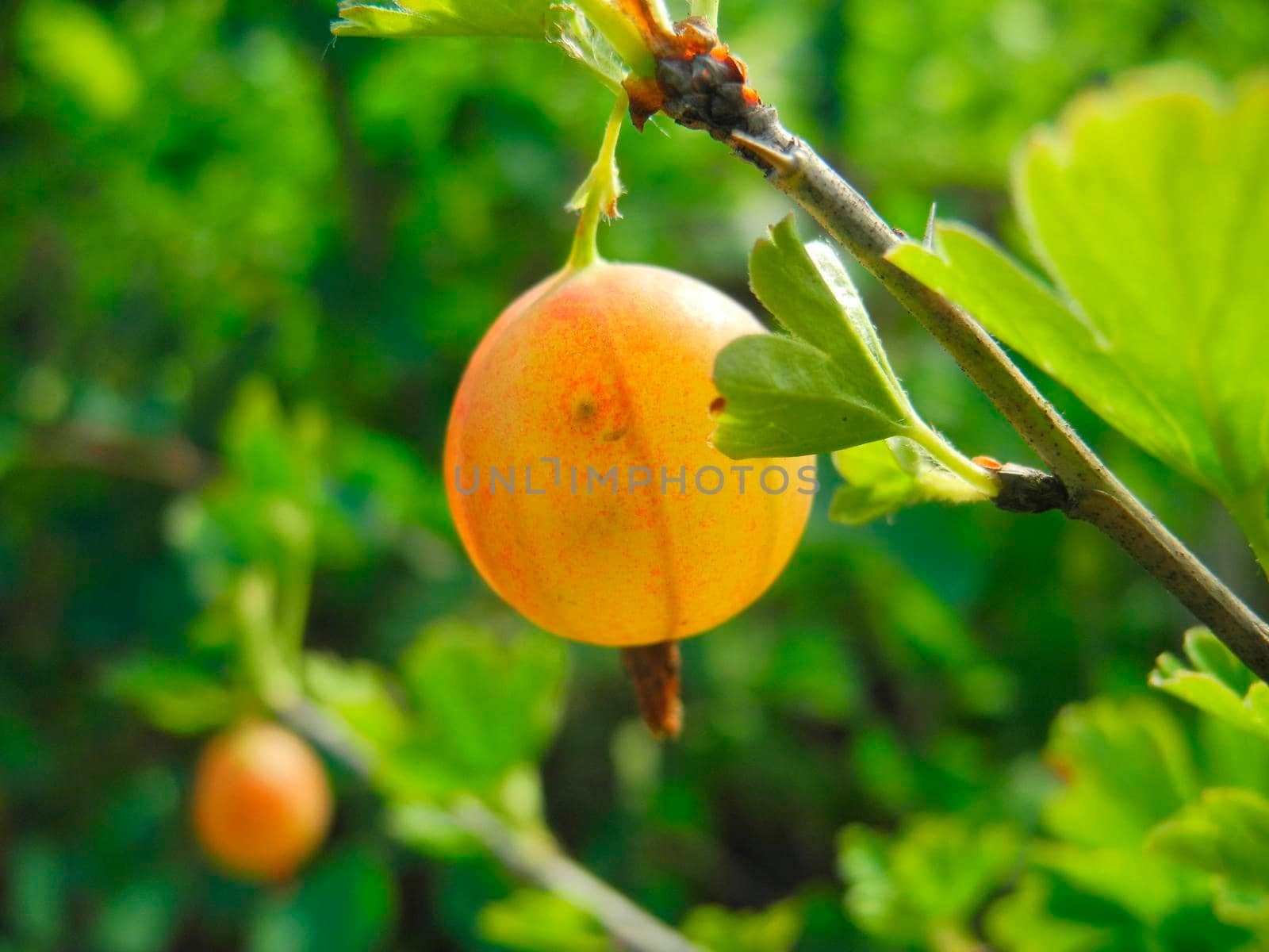 Gooseberry (Ribes uva-crispa) - fruit bush by colorado666