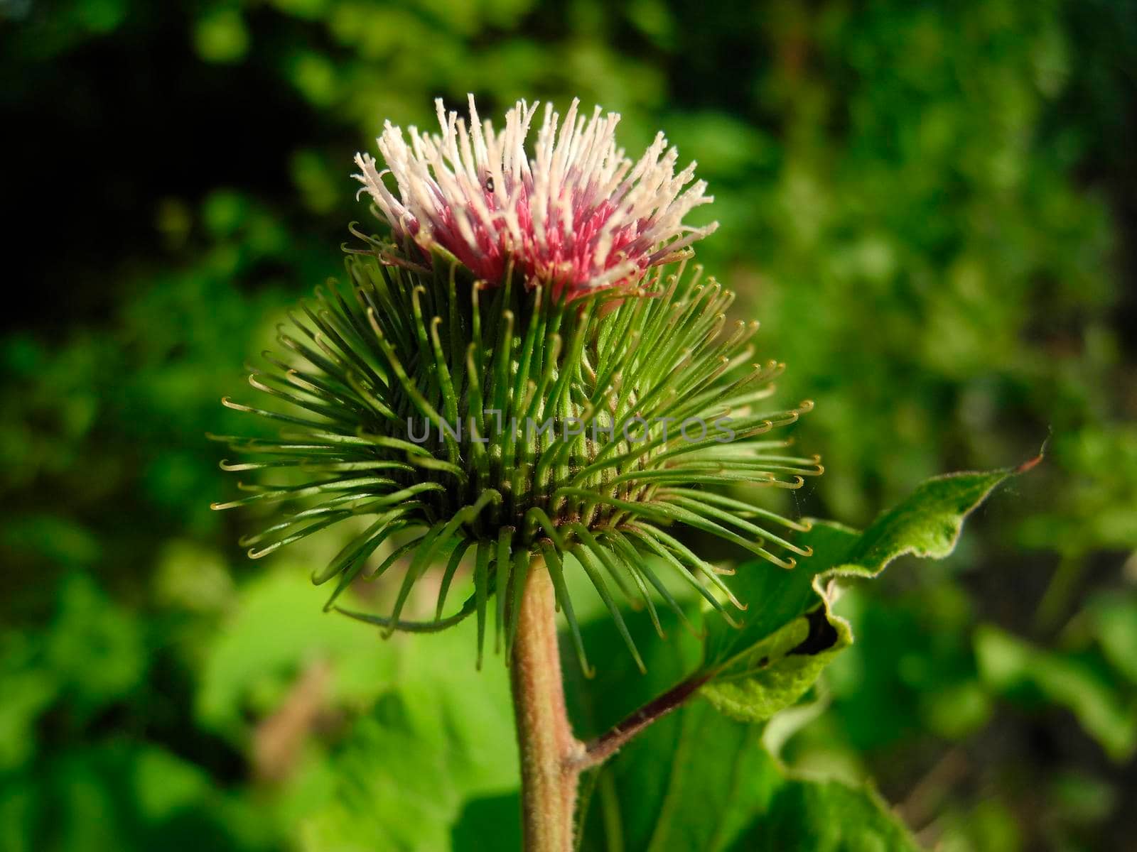 Canada thistle or field thistle Cirsium arvense, flovers by colorado666