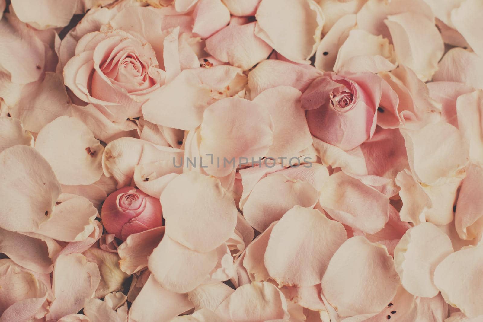 rose flower petals on marble - wedding, holiday and floral garden styled concept, elegant visuals