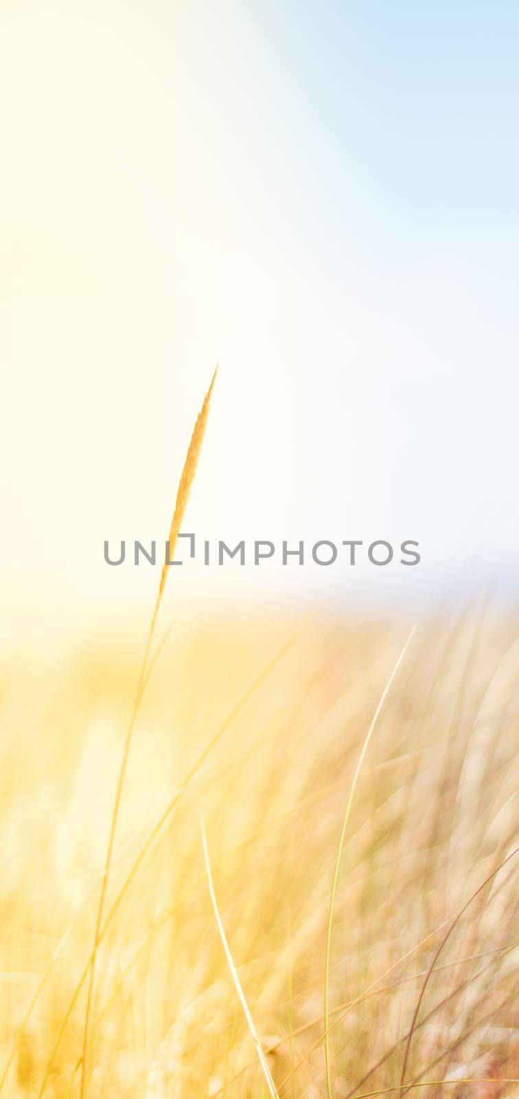 Sunshine over the summer field - beauty in nature, balanced lifestyle, environmental concept. Enjoying the sense of freedom