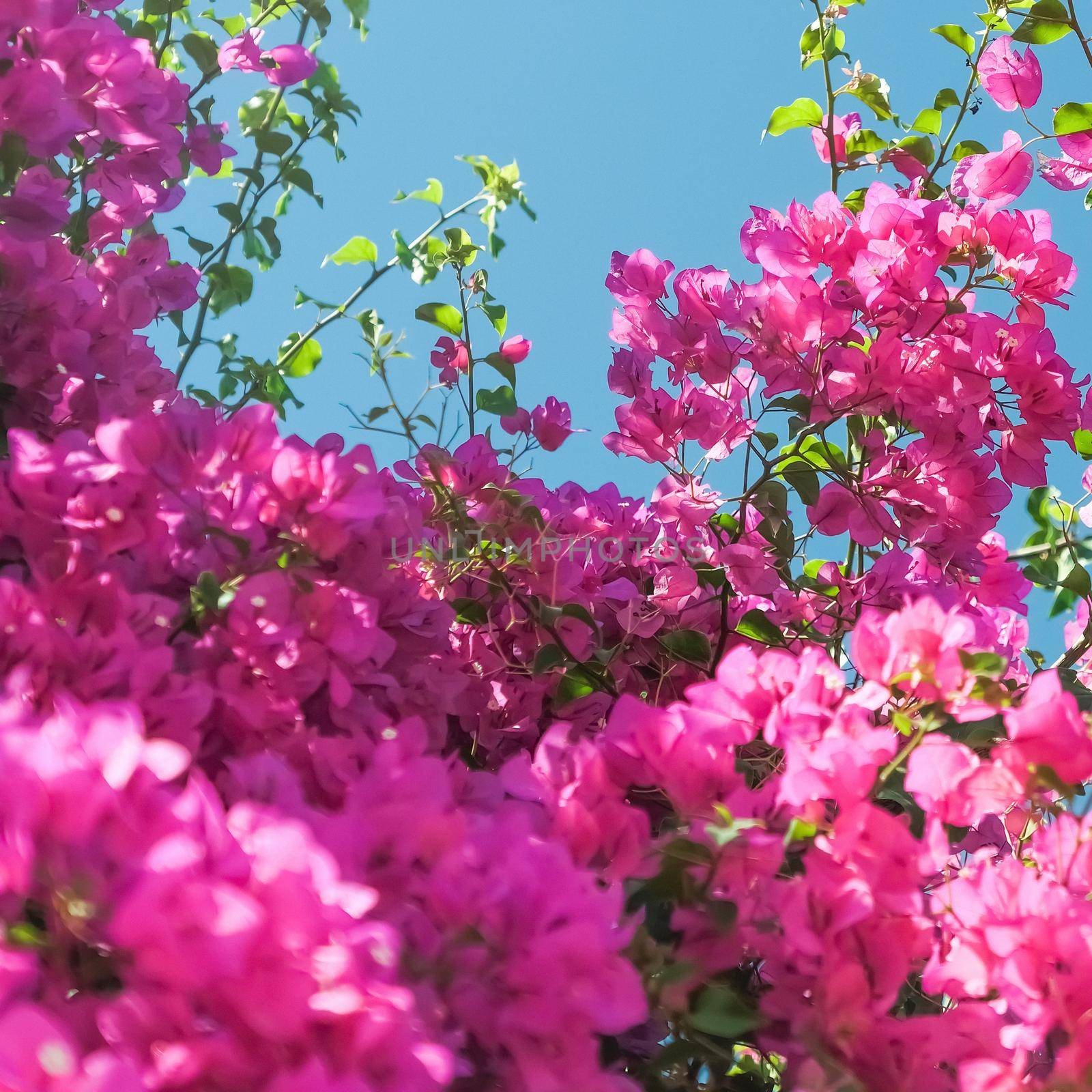 Pink flowers and blue sunny sky - floral background, spring holidays and womens day concept. Living life in bloom