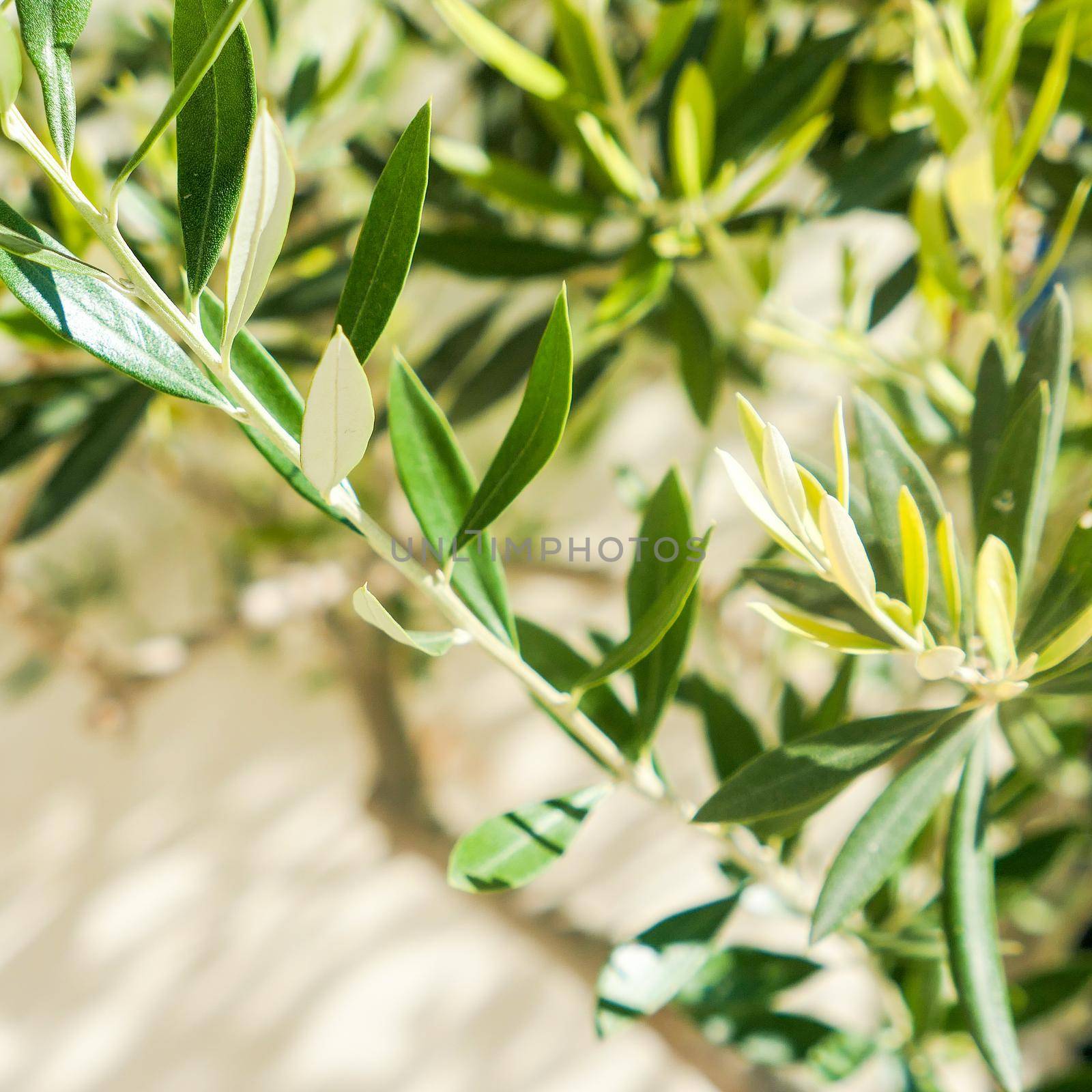 Olive tree and sunshine - gardening, nature background and environmental concept. The beauty of a green garden