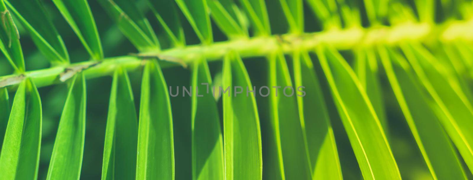 Wonderful green palm leaves - exotic vacation, botanical background and summer concept. Enjoy a tropical dream