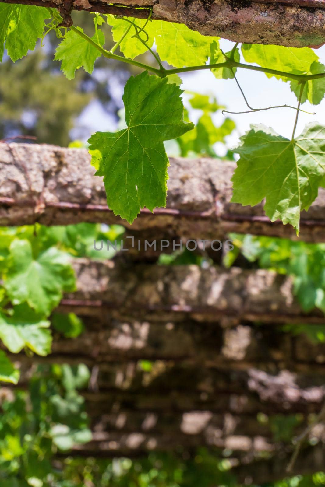 Vine branches on old concrete supports natural background