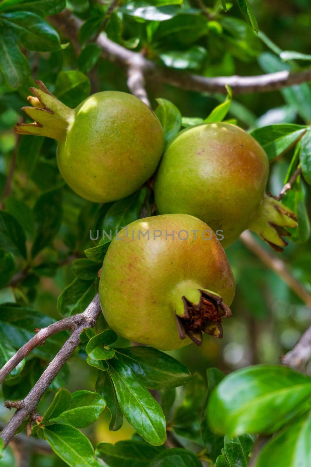 Green pomegranate ripening on a branch close up