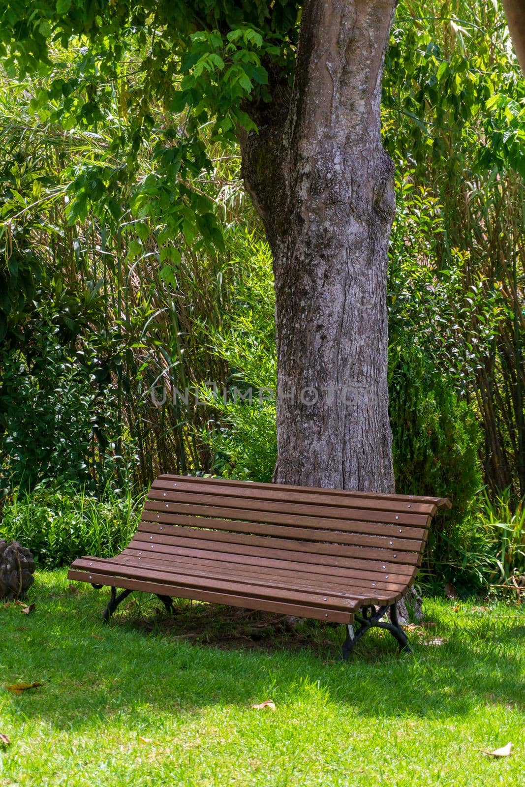 Wooden bench in the green garden on a sunny day