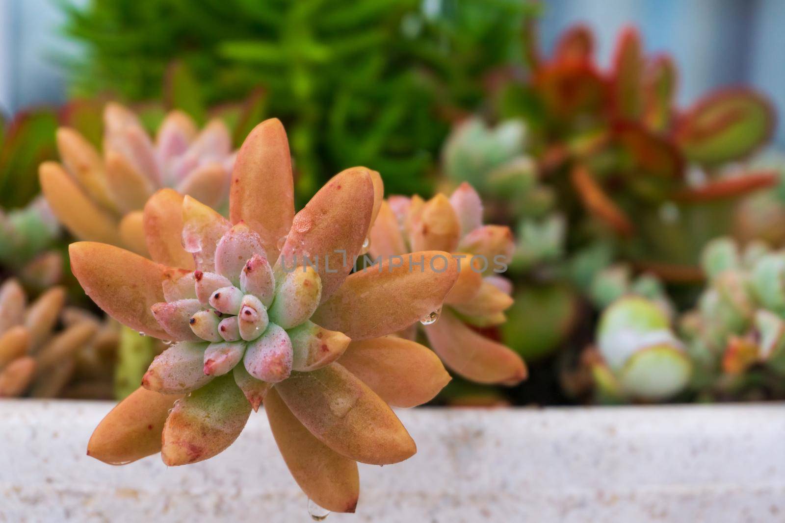 Multicolored succulents in a pot in the garden close up