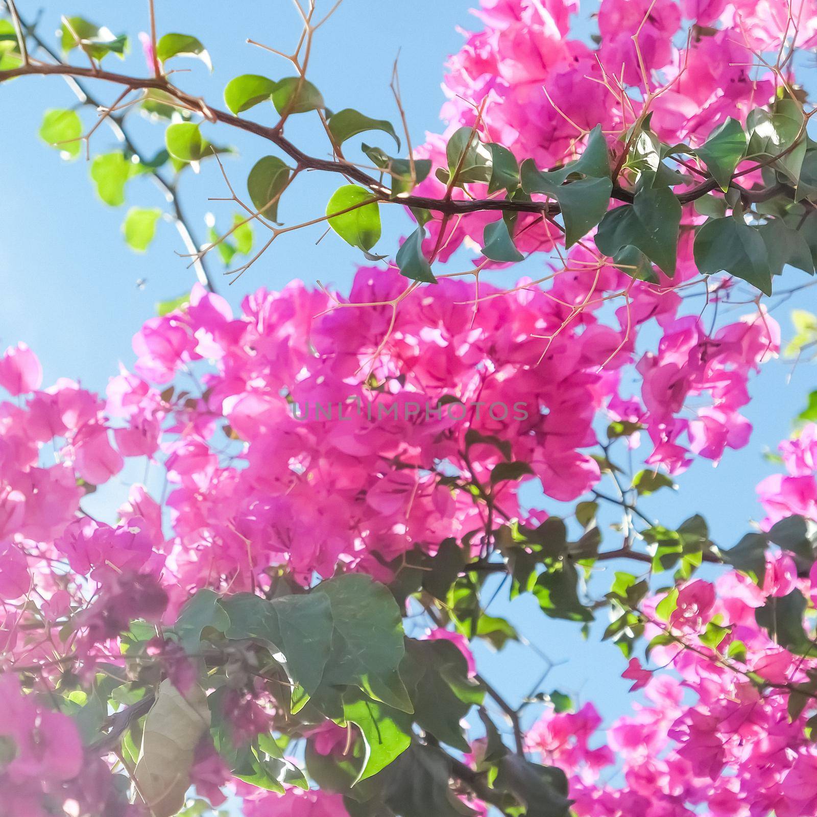 Pink flowers and blue sunny sky - floral background, spring holidays and womens day concept. Living life in bloom