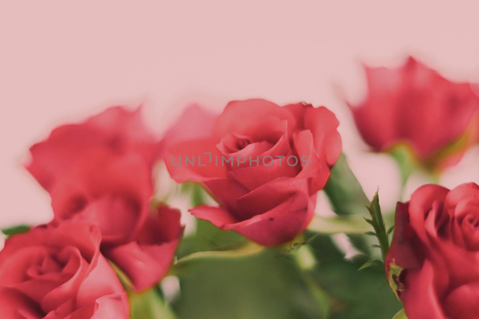 Tender bouquet of roses, floral gift and beautiful flowers closeup