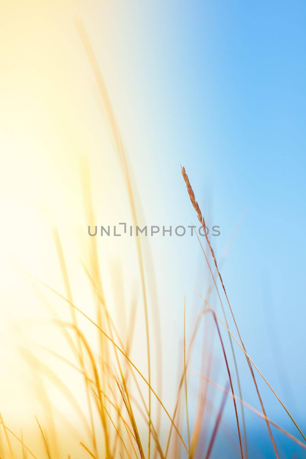 Sunshine over the summer field - beauty in nature, balanced lifestyle, environmental concept. Enjoying the sense of freedom