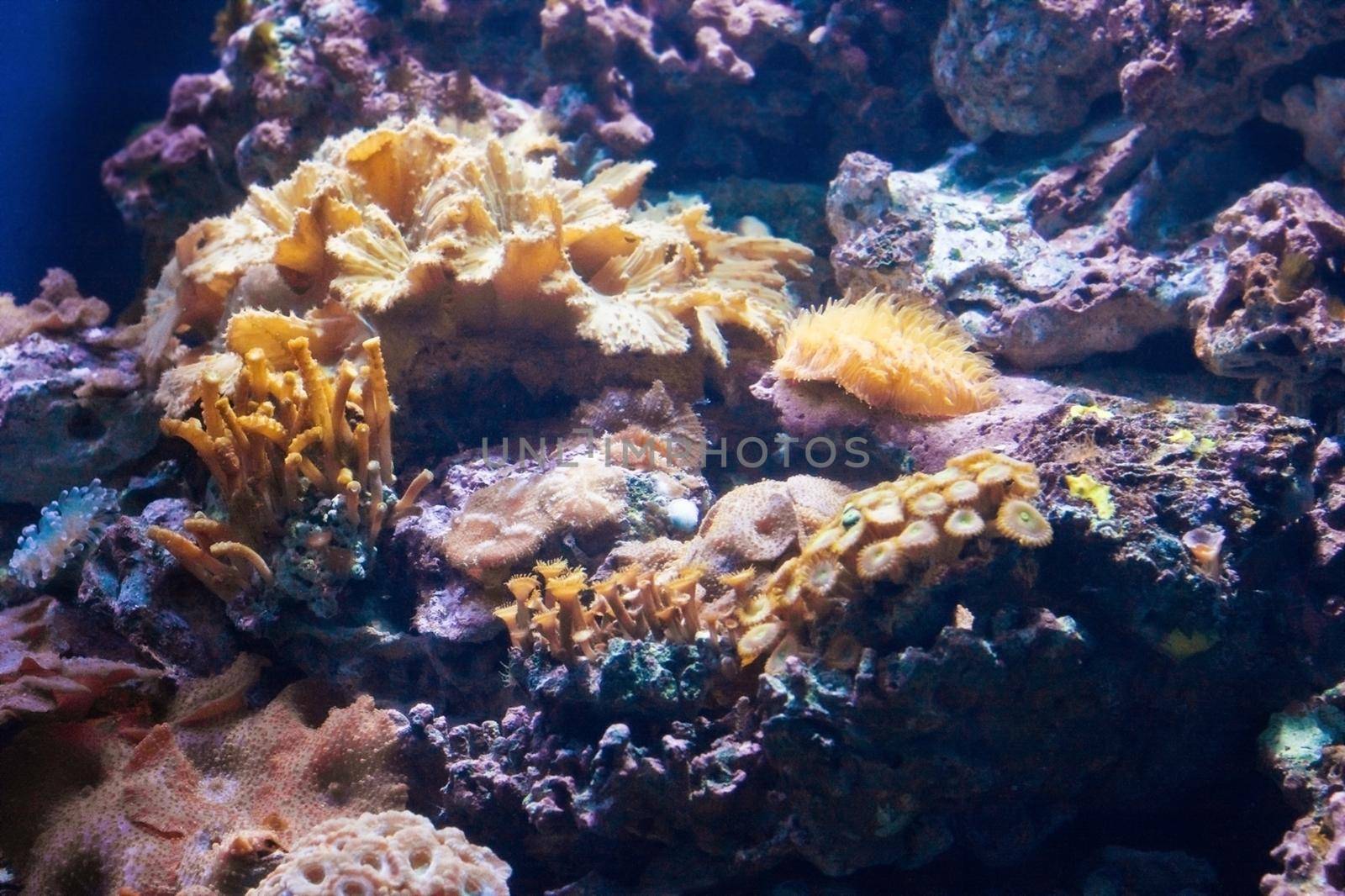 beautiful exotic aquarium - underwater nature concept, elegant visuals