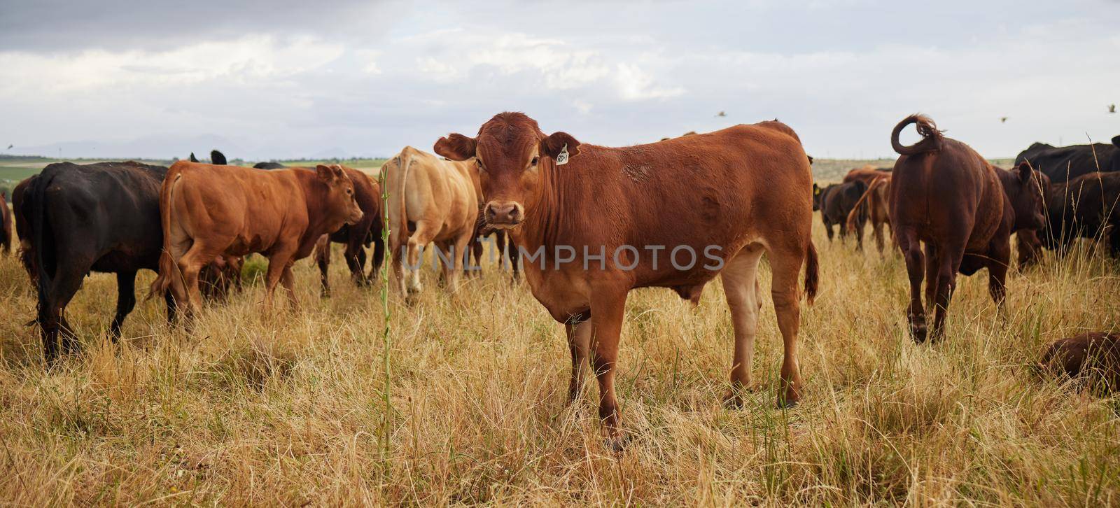 Herd of cows grazing, roaming and breeding on cattle farm, field and rural meadow in the countryside. Dairy animals, bovine and brown livestock in nature, pasture and ranch for beef industry by YuriArcurs