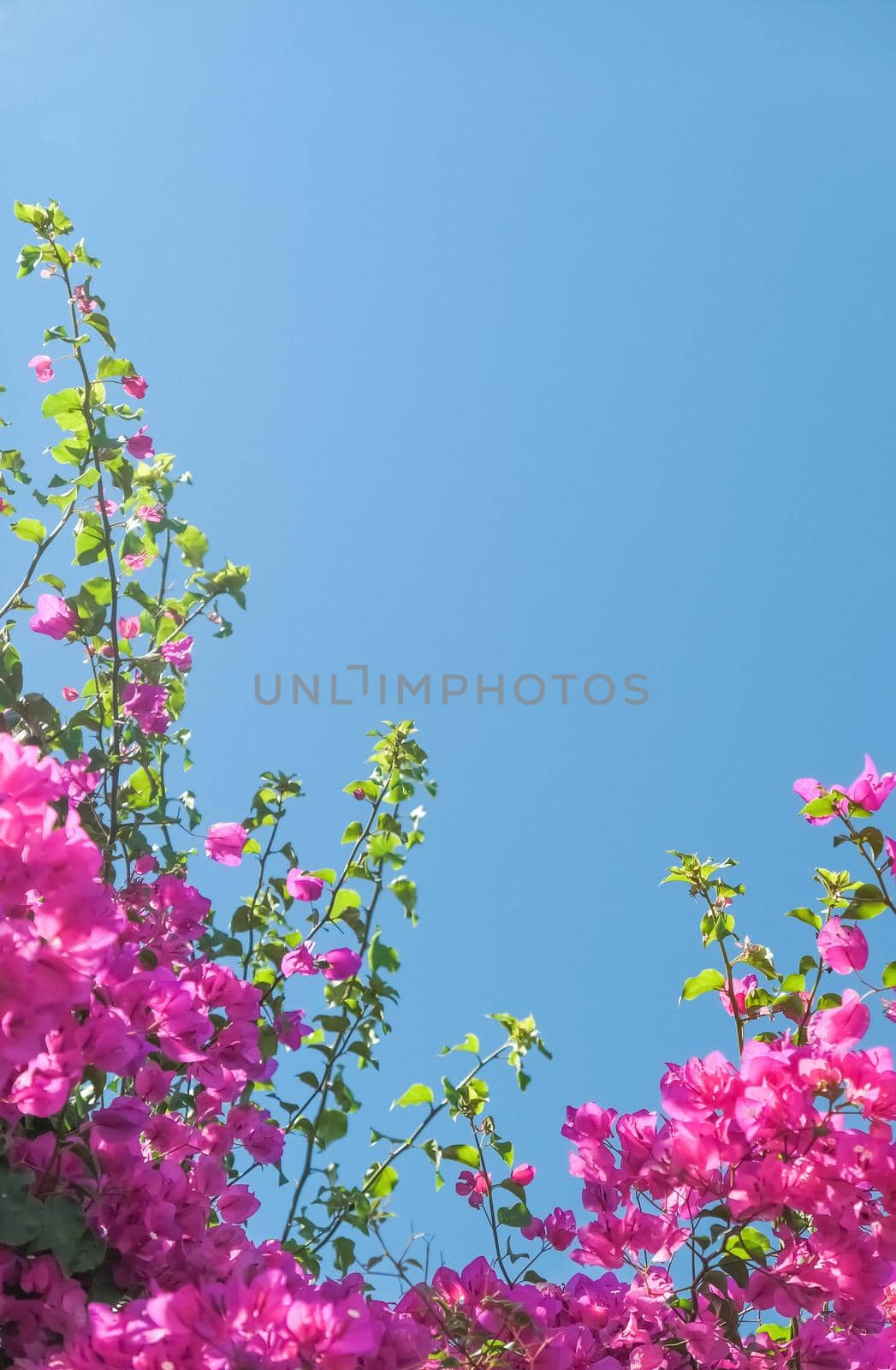 Pink flowers and blue sunny sky - floral background, spring holidays and womens day concept. Living life in bloom