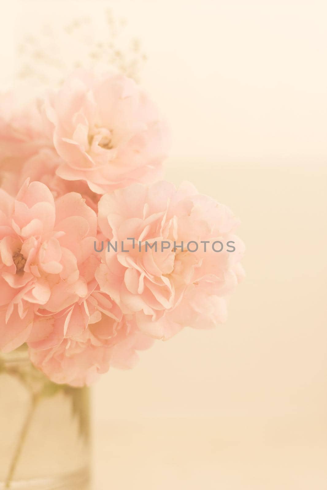 blooming rose flowers - wedding, holiday and floral garden styled concept by Anneleven