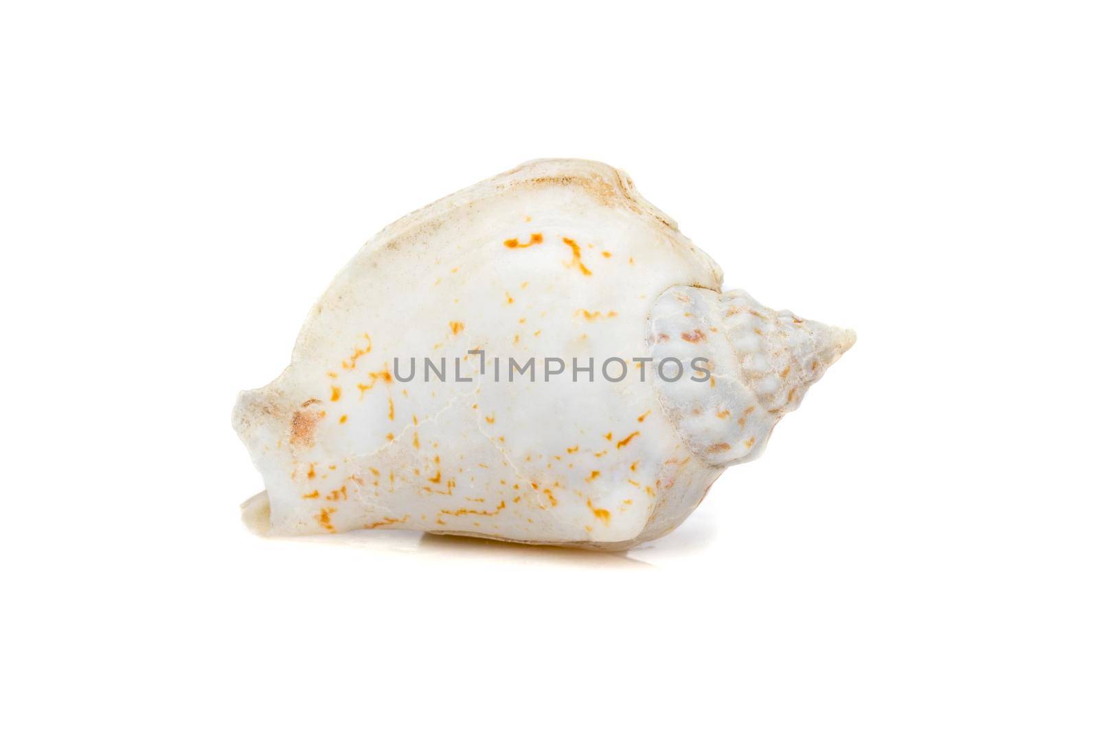 Image of seashells humped conch (Gibberulus gibbosus) on a white background. Undersea Animals. Sea Shells. by yod67