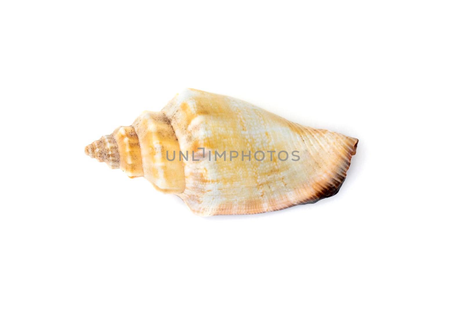Image of sea shell strombus urceus, canarium urceus on a white background. Sea shells. Undersea Animals. by yod67