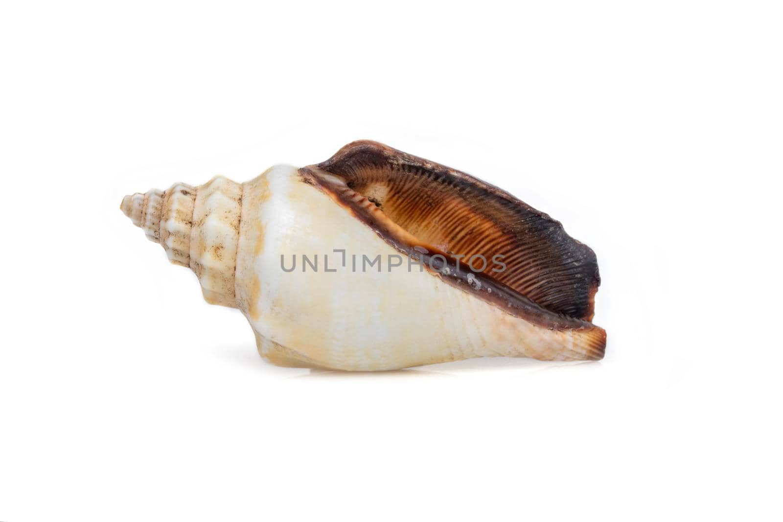 Image of sea shell strombus urceus, canarium urceus on a white background. Sea shells. Undersea Animals. by yod67