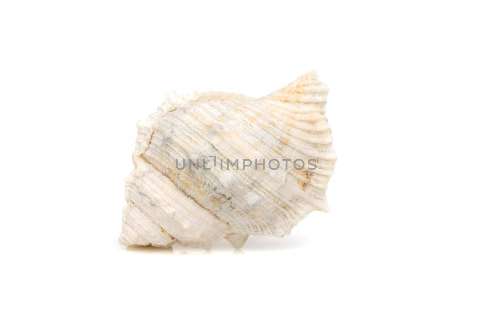 Image of white conch seashells on a white background. Undersea Animals. Sea Shells.