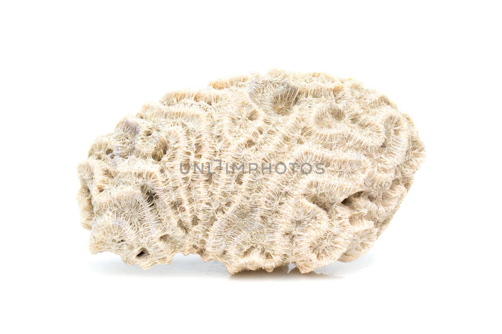 Image of coral cubes on a white background. Undersea Animals. by yod67