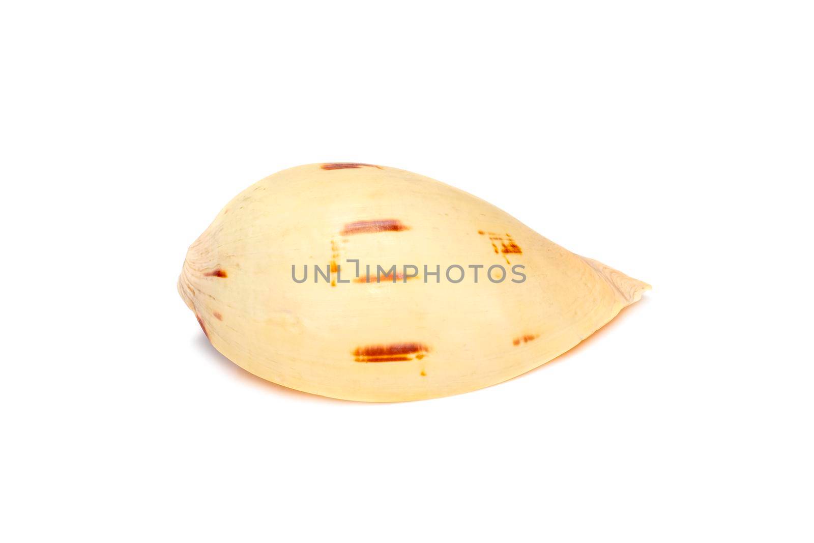 Image of seashells melo melo on a white background. Undersea Animals. Sea Shells. by yod67