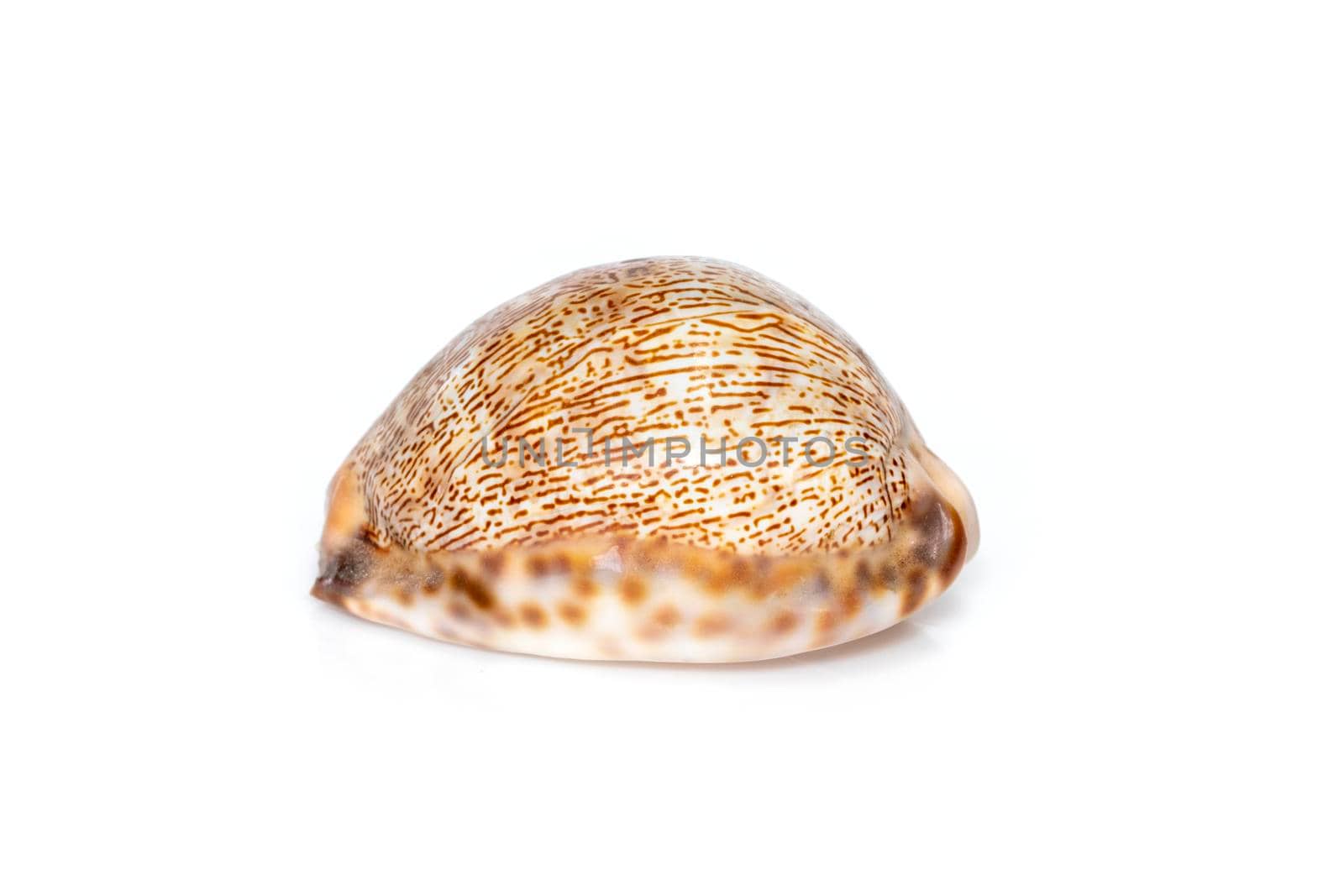 Image of Image of seashells cypraea arabica on a white background. Undersea Animals. Sea Shells.seashells cypaea arabica on a white background. Undersea Animals. Sea Shells. by yod67