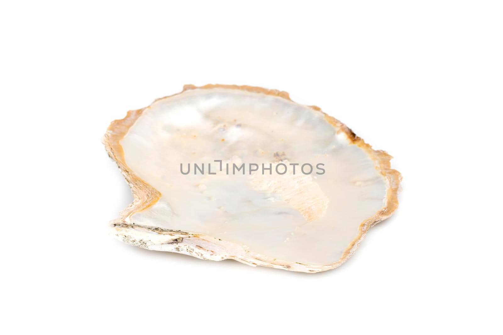 Image of seashells clam pearled on a white background. Undersea Animals. Sea Shells. by yod67