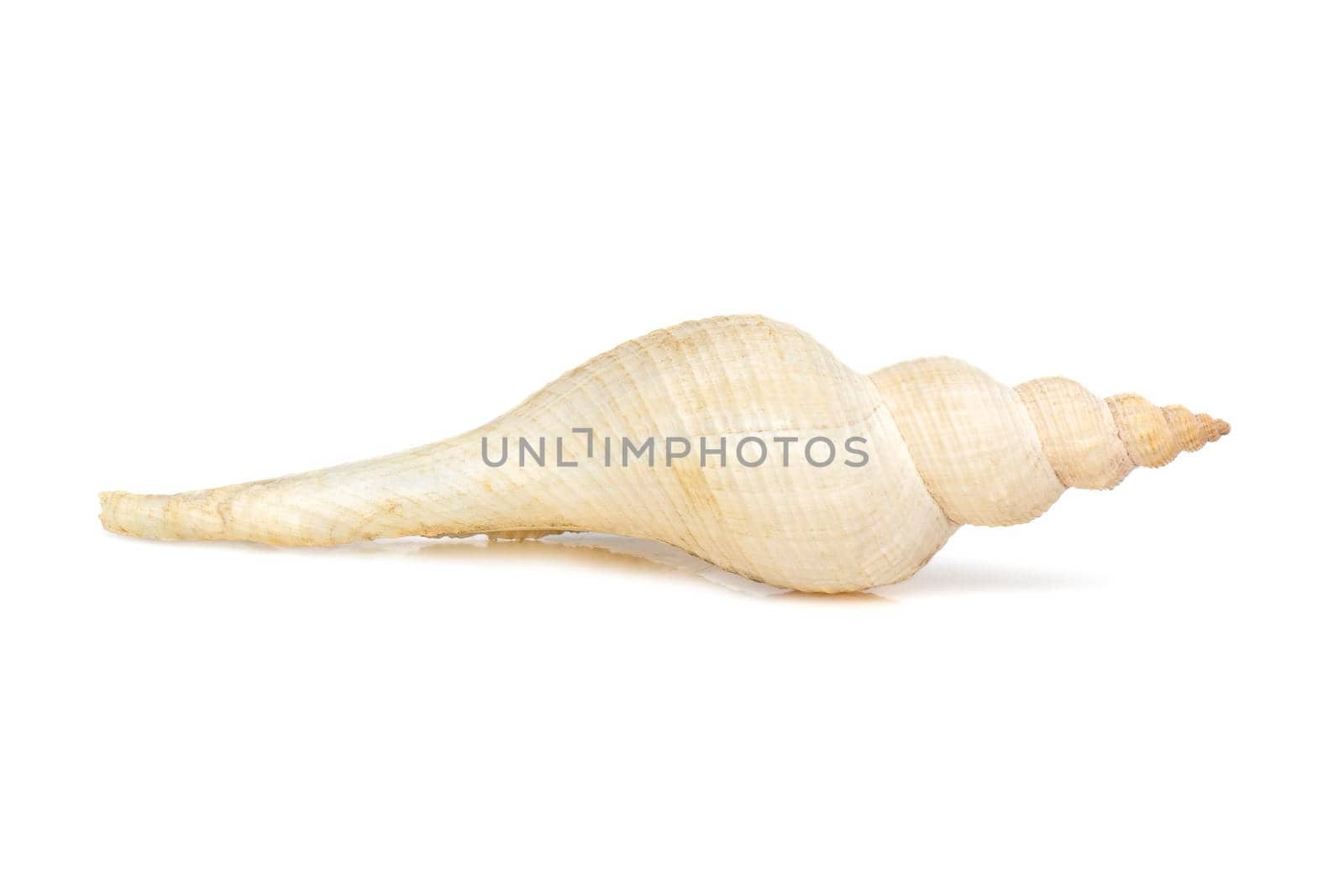 Image of white long tailed spindle conch seashells on a white background. Undersea Animals. Sea Shells.