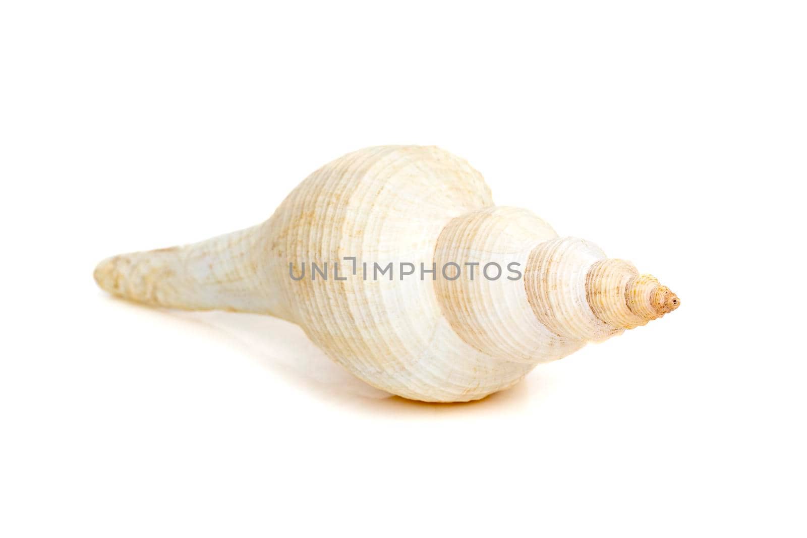 Image of white long tailed spindle conch seashells on a white background. Undersea Animals. Sea Shells.