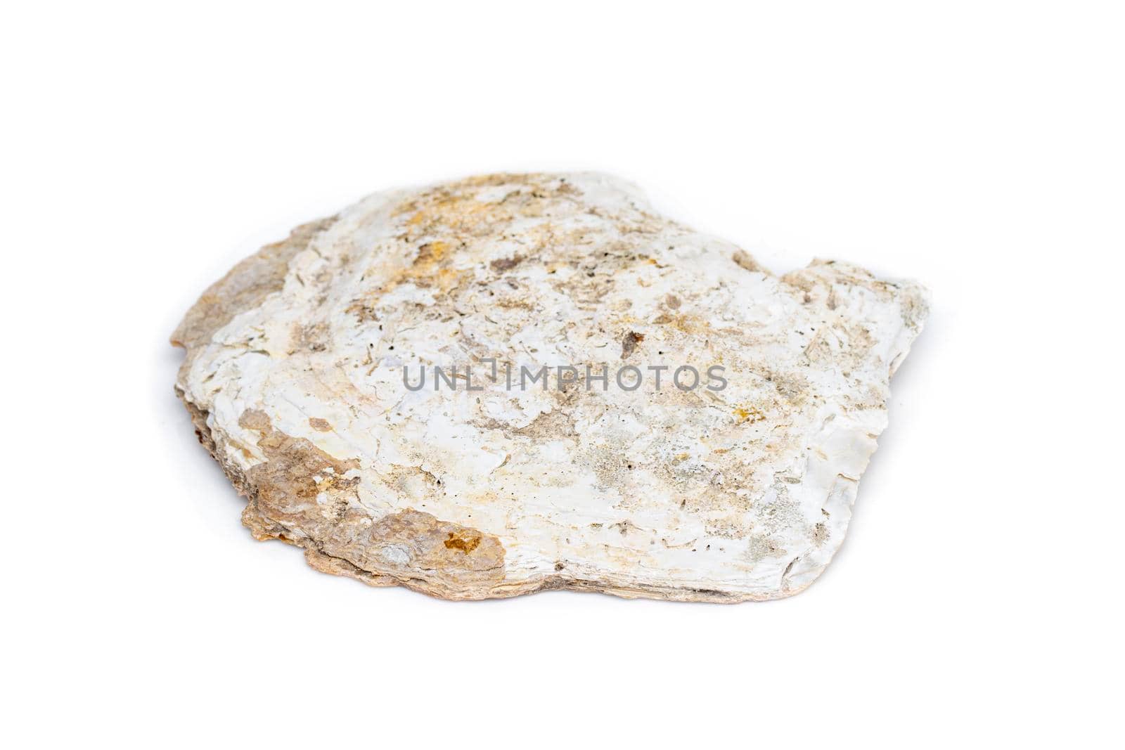 Image of seashells clam pearled on a white background. Undersea Animals. Sea Shells.