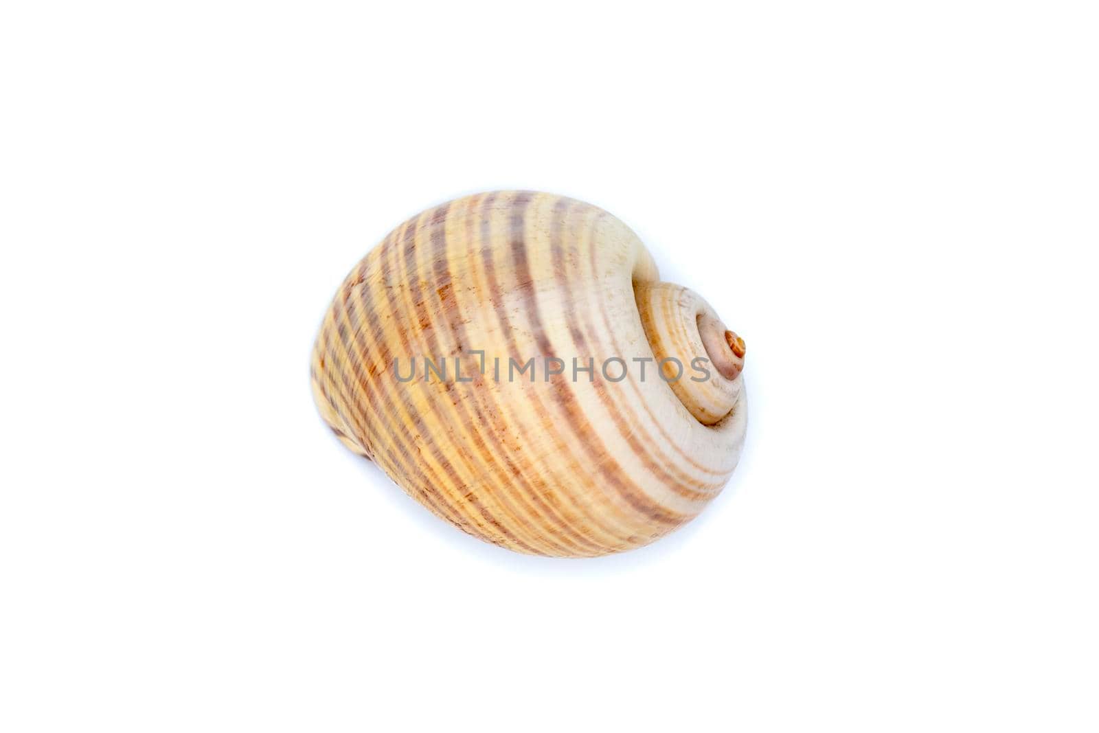 Image of large empty ocean snail shell on a white background. Undersea Animals. Sea shells. by yod67