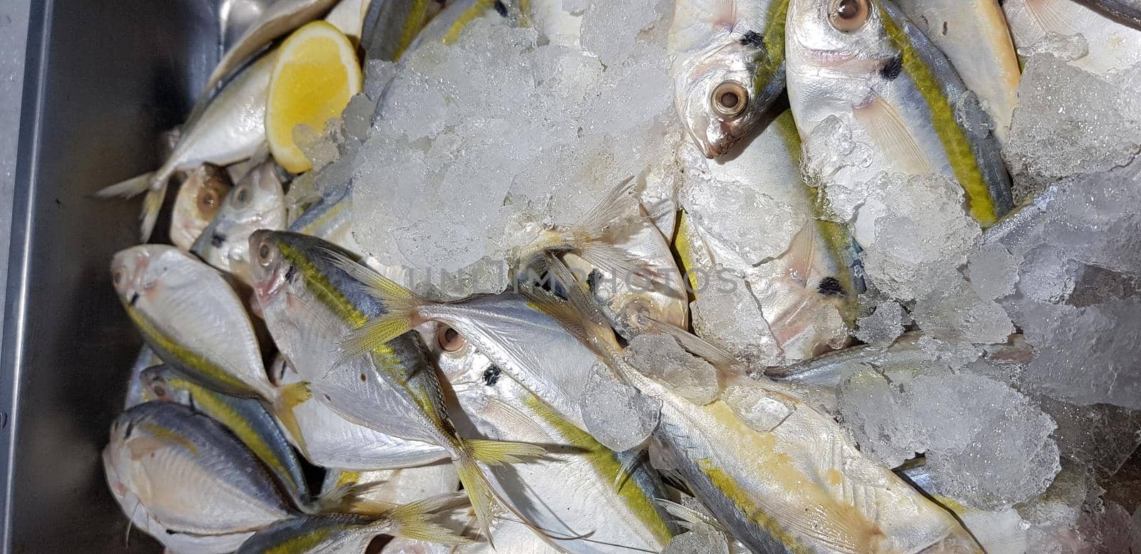 raw fresh fishes yellowstripe scad, yellowstripe trevally, yellow banded trevally, smooth tailed trevally, slender scaled trevally, slender trevally, selar kuning