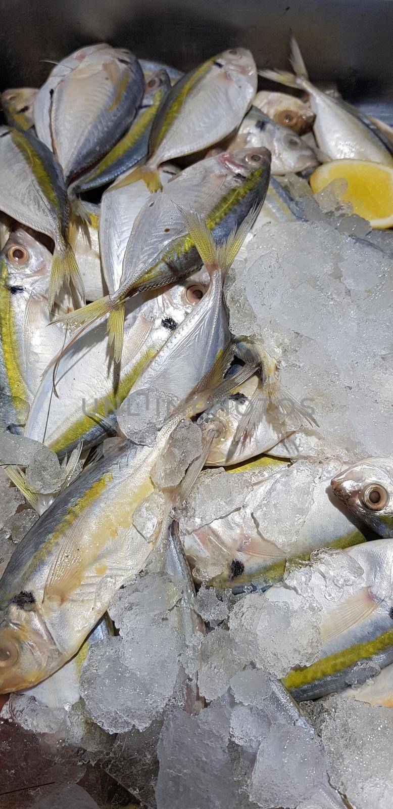 raw fresh fishes yellowstripe scad, yellowstripe trevally, yellow banded trevally, smooth tailed trevally, slender scaled trevally, slender trevally, selar kuning