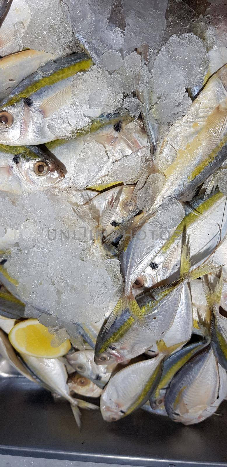 raw fresh fishes yellowstripe scad, yellowstripe trevally, yellow banded trevally, smooth tailed trevally by antoksena