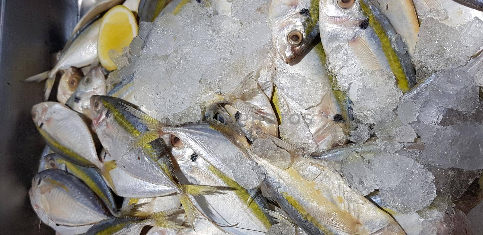 raw fresh fishes yellowstripe scad, yellowstripe trevally, yellow banded trevally, smooth tailed trevally by antoksena