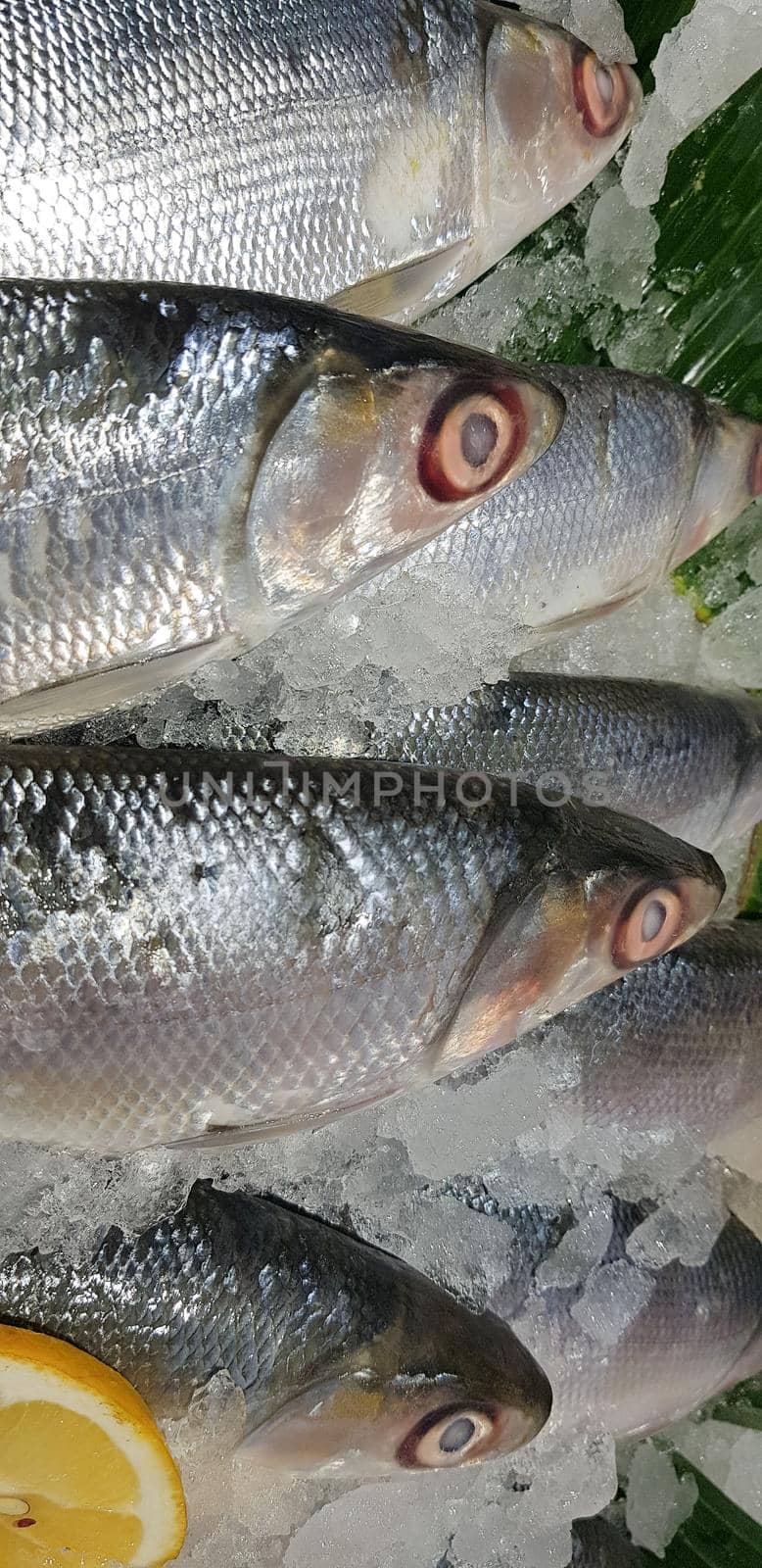 fresh milk fish or milkfish, Chanos chanos, Chanidae, Cretaceous, tautonym, awa, ava, bangús, bandeng, bolu, in the market by antoksena