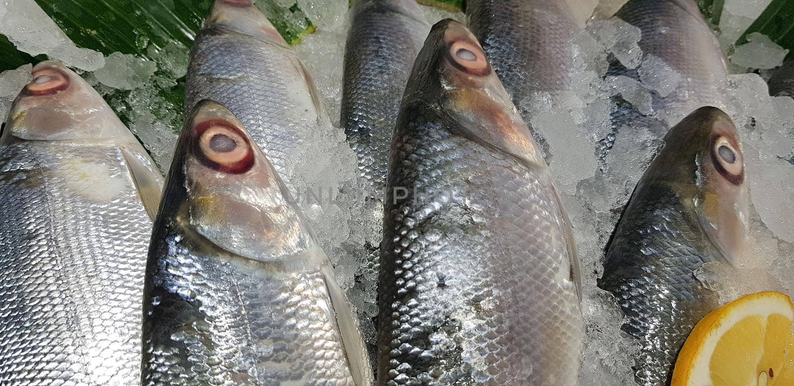 fresh milk fish or milkfish, Chanos chanos, Chanidae, Cretaceous, tautonym, awa, ava, bangús, bandeng, bolu, in the market