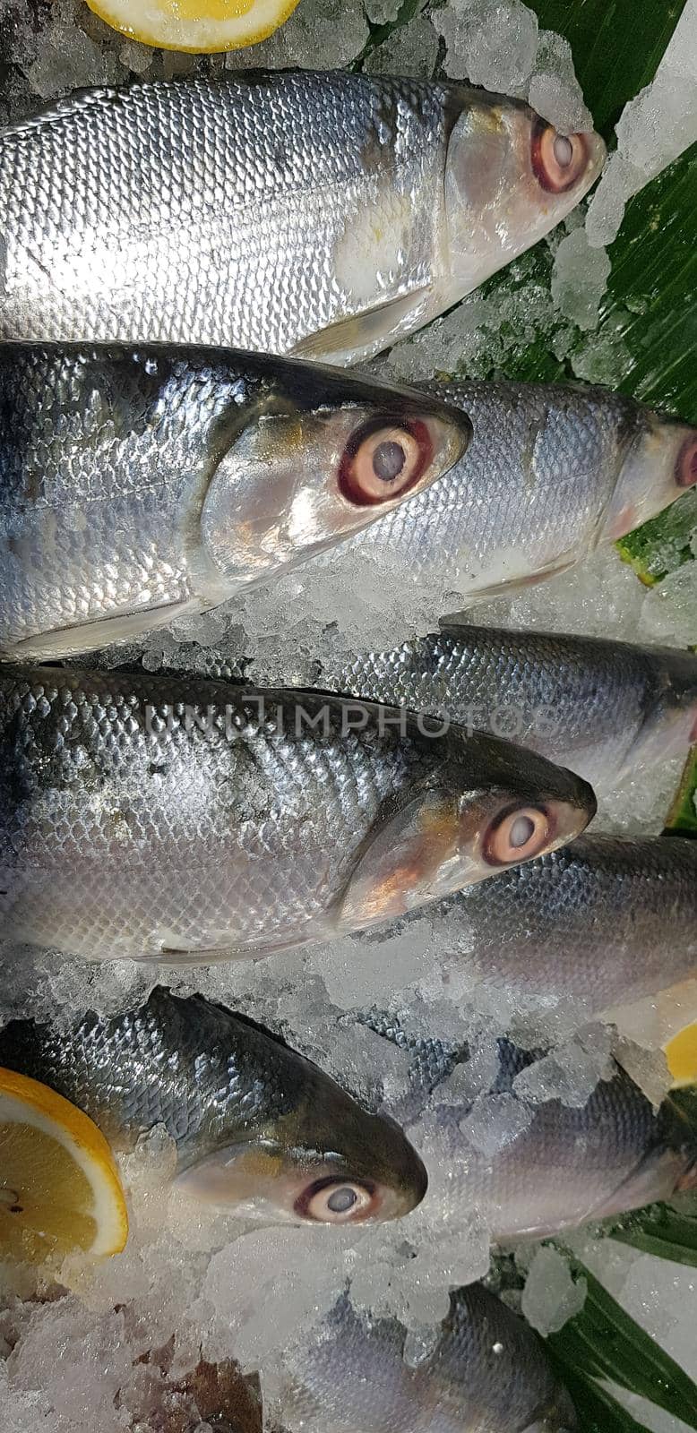 fresh milk fish or milkfish, Chanos chanos, Chanidae, Cretaceous, tautonym, awa, ava, bangús, bandeng, bolu, in the market