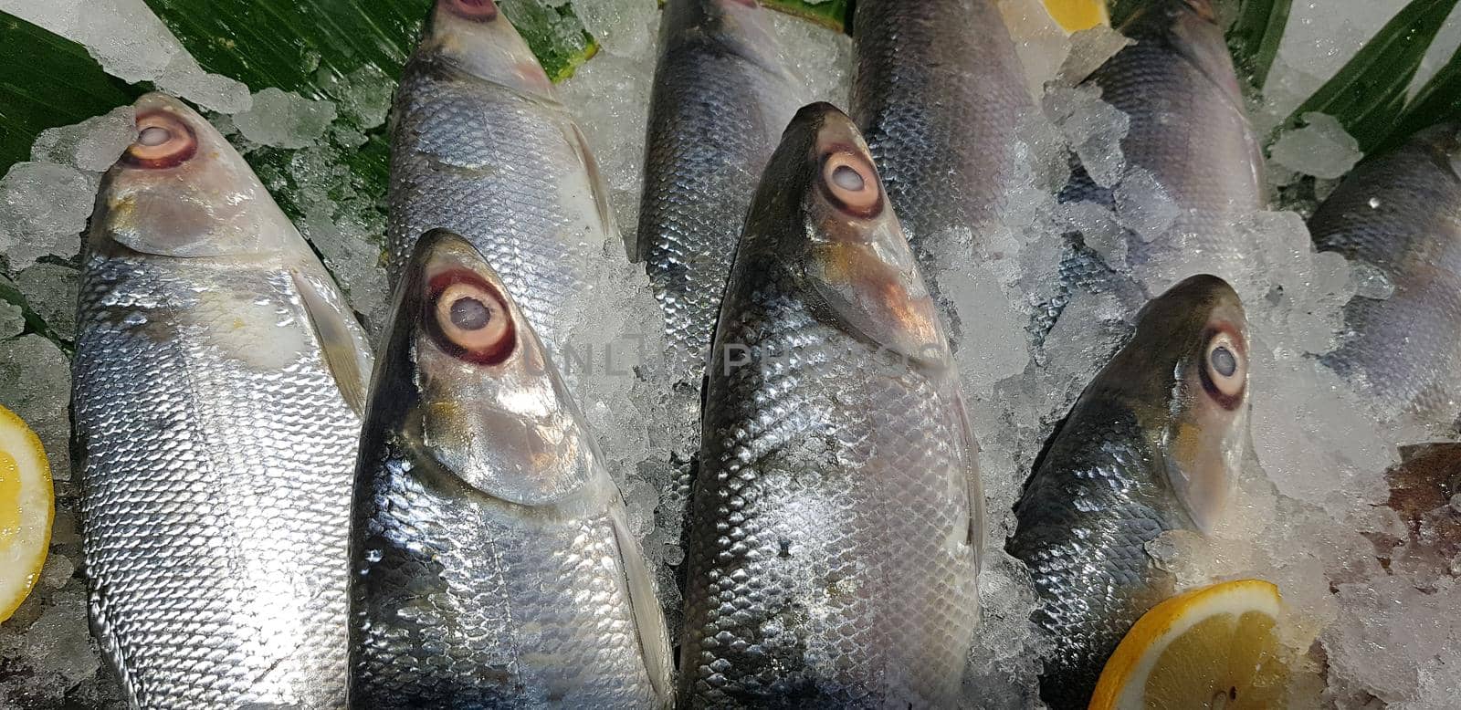 fresh milk fish or milkfish, Chanos chanos, Chanidae, Cretaceous, tautonym, awa, ava, bangús, bandeng, bolu, in the market