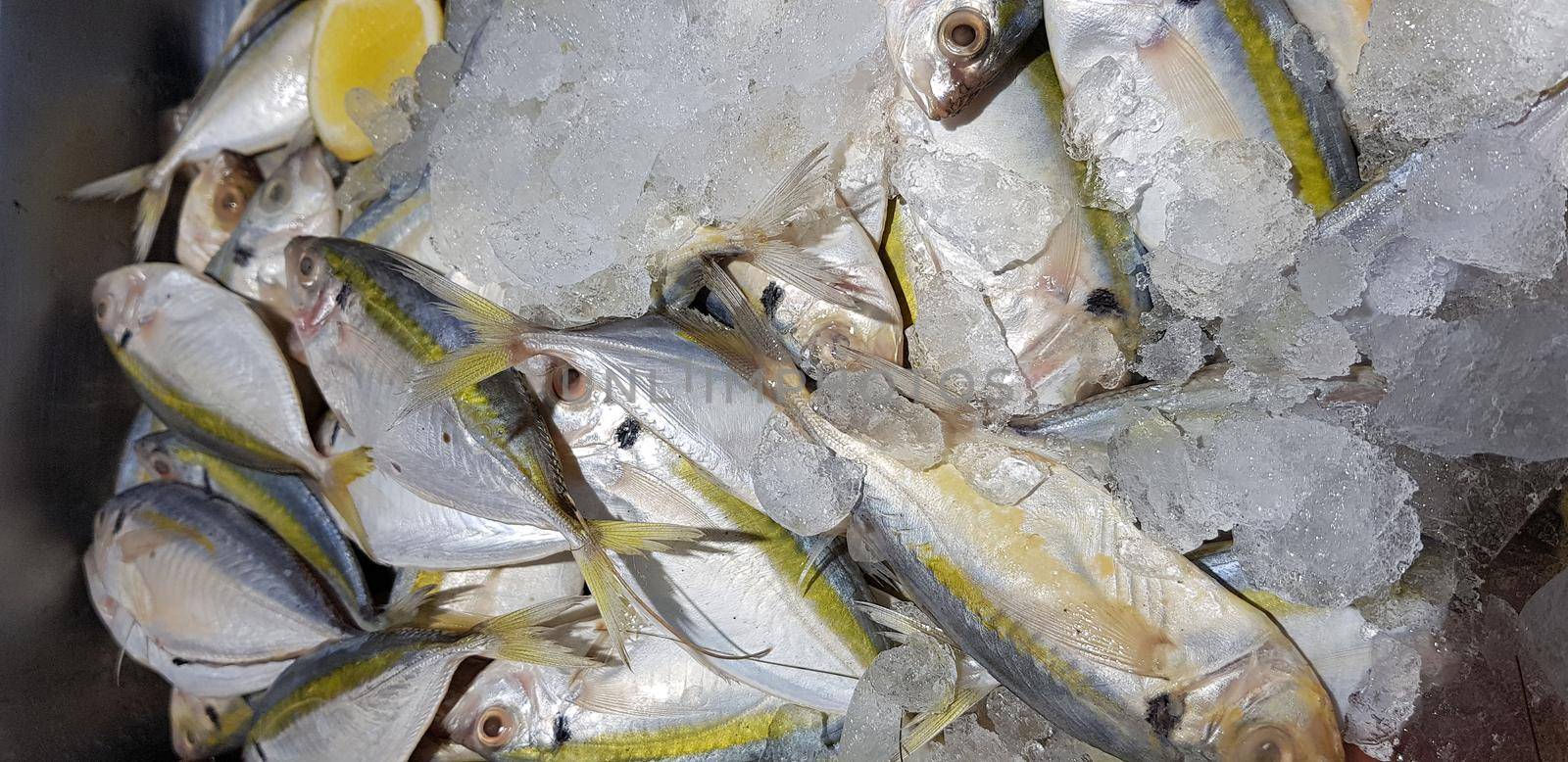 raw fresh fishes yellowstripe scad, yellowstripe trevally, yellow banded trevally, smooth tailed trevally by antoksena