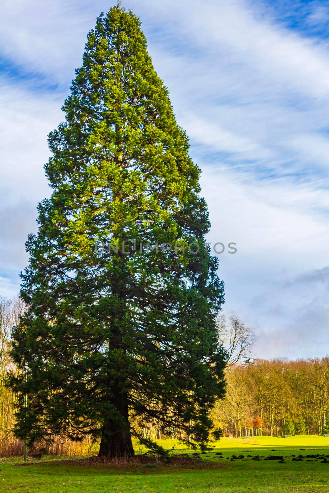 Natural panorama view lake pathway green plants trees forest Germany. by Arkadij