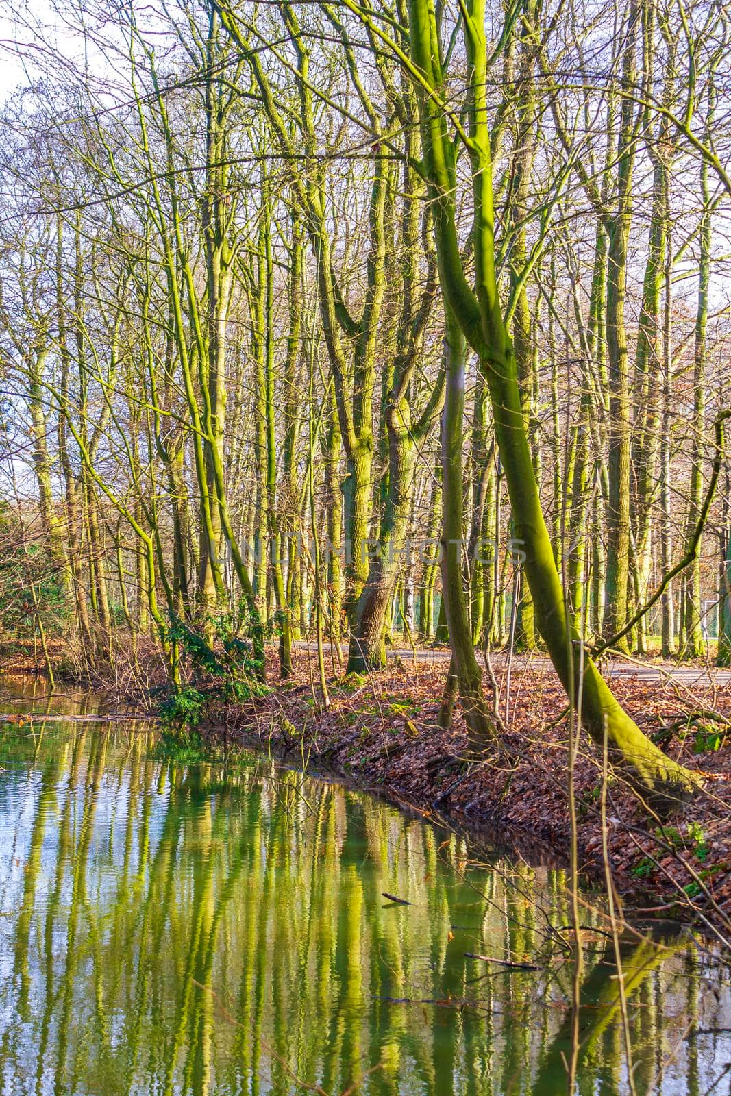 Natural panorama view lake pathway green plants trees forest Germany. by Arkadij