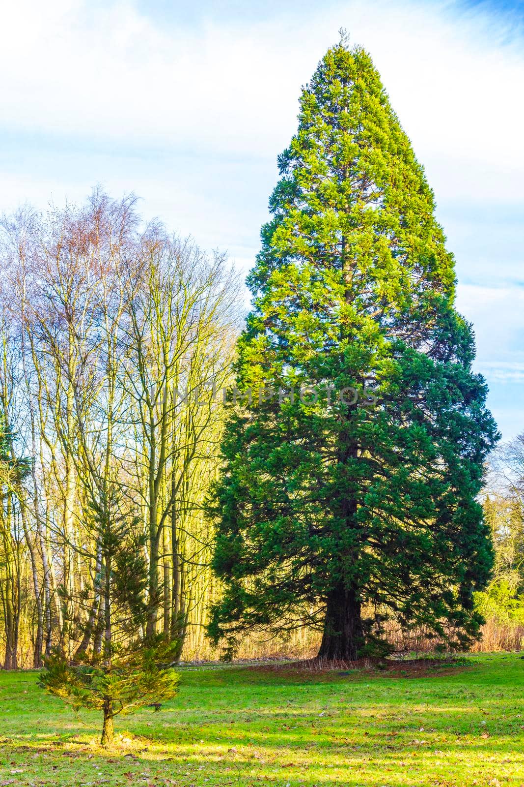 Natural beautiful panorama view with lake river walking pathway and green plants trees in the forest of Speckenbütteler Park in Lehe Bremerhaven Germany.