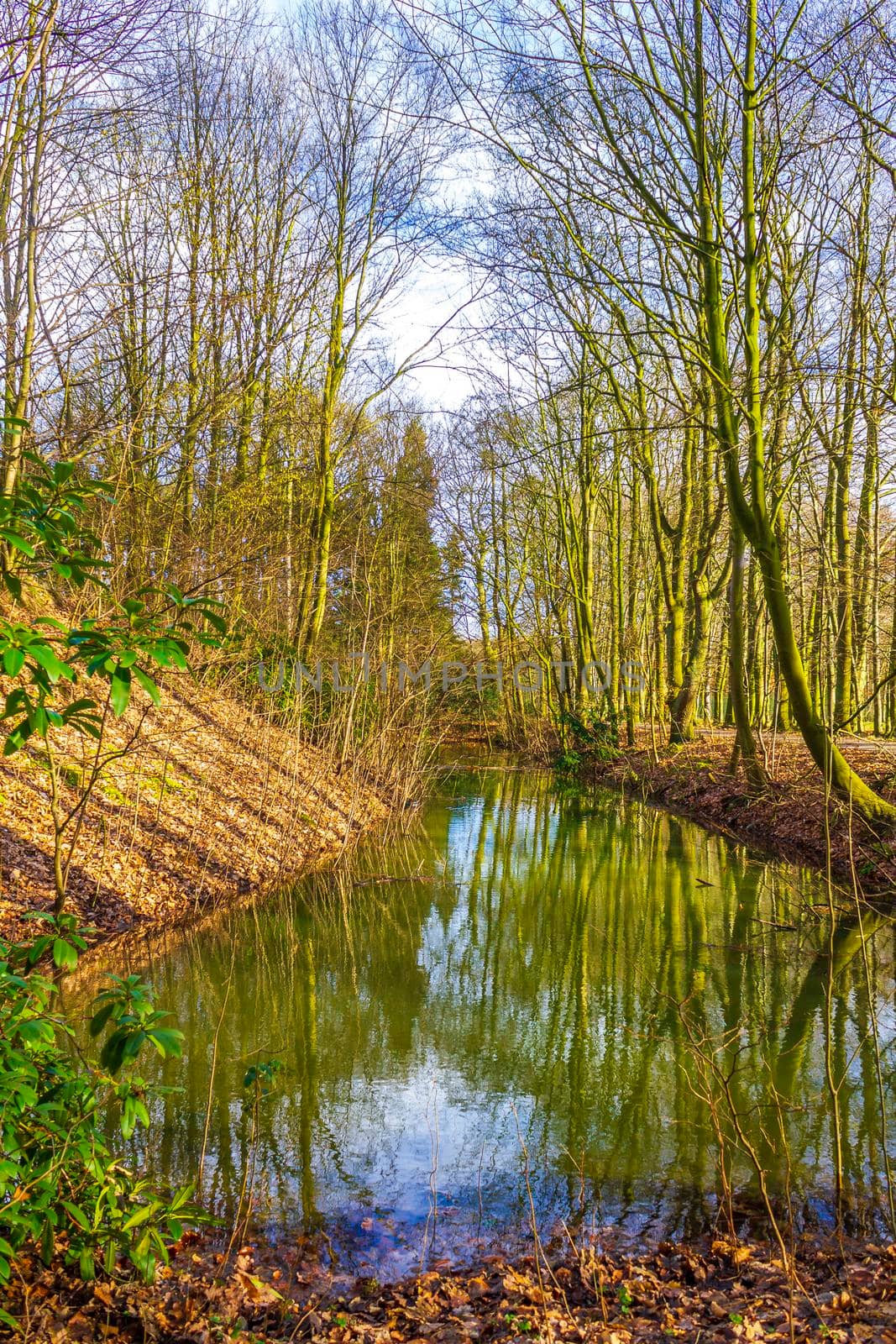 Natural panorama view lake pathway green plants trees forest Germany. by Arkadij