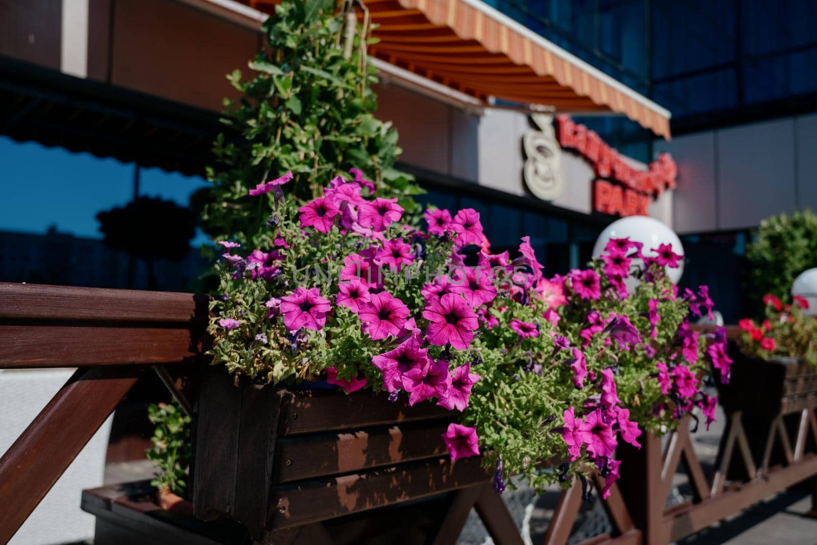 Colourful petunia flowers in vibrant pink and purple colors in decorative flower pot close up, floral wallpaper background with blooming petunias