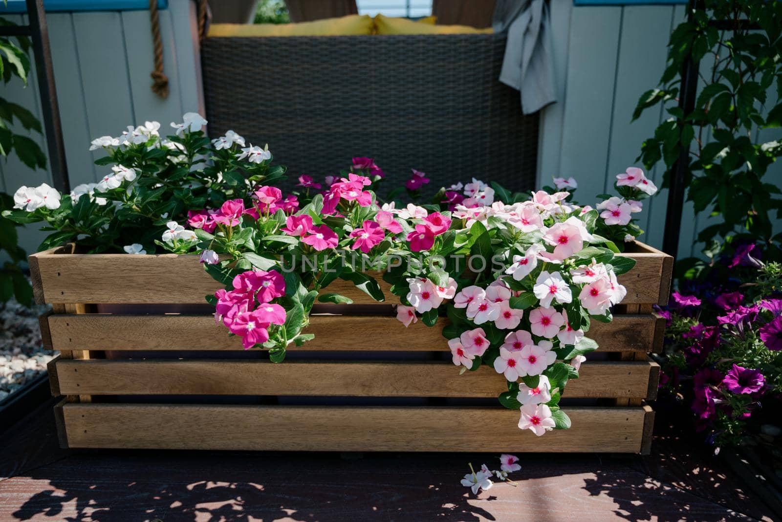 Colourful petunia flowers in vibrant pink and purple colors in decorative flower pot close up, floral wallpaper background with blooming petunias