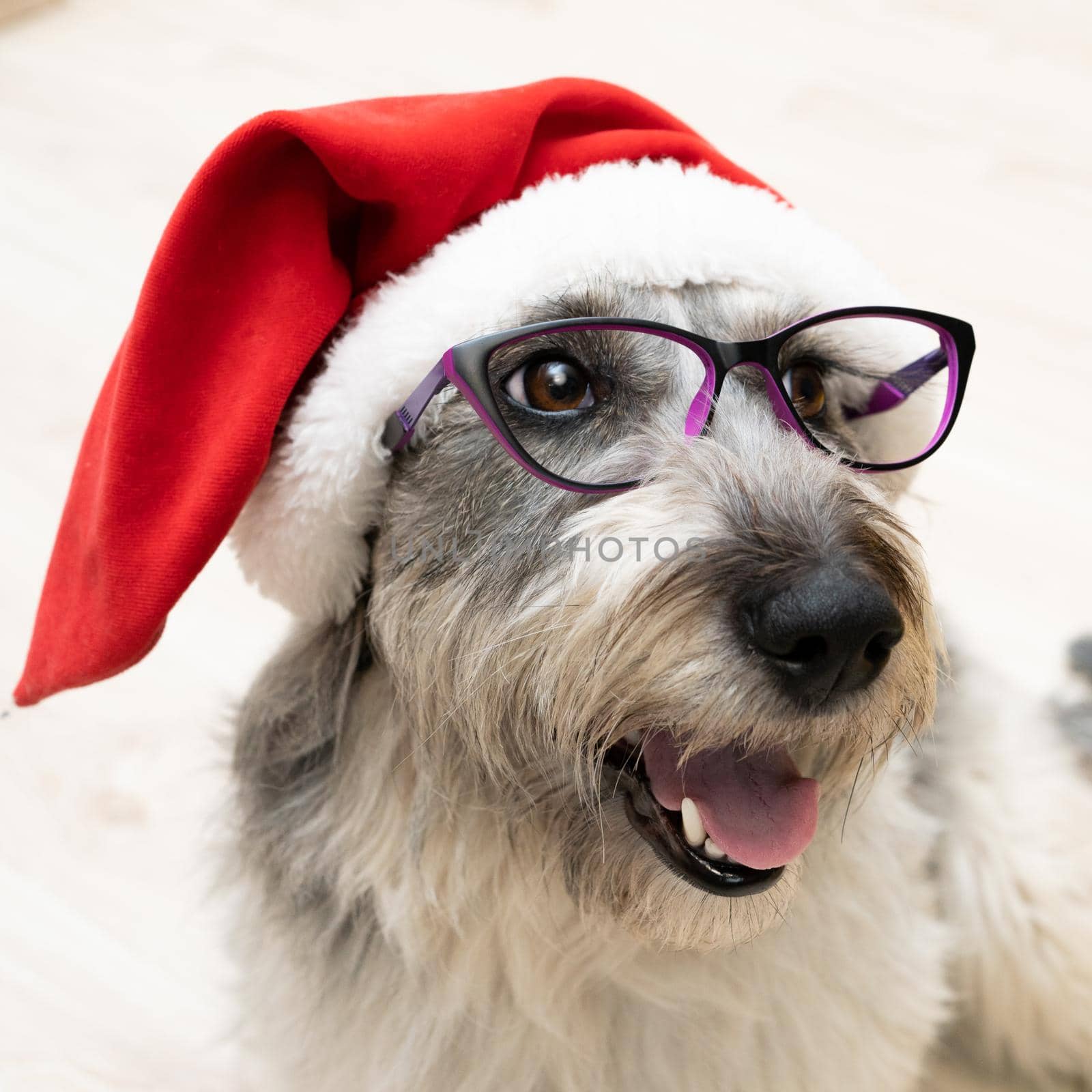 a dog with glasses and a Christmas hat sits with its tongue hanging out by olex